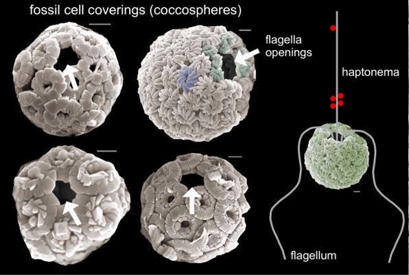 Fossil cell coverings (coccospheres).